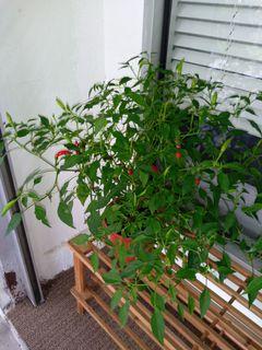 Real chilly plant🌶️🌶️well maintained (more chilly )
