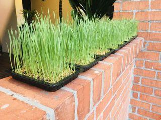 Wheat Grass for Cats