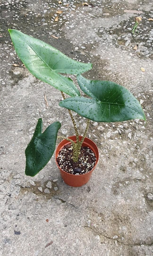 Alocasia Zebrina (12cm pot) (Category: Plants & Seeds) located in Singapore. Submitted by urban.cultivar (Listing ID 1085955335, Image 2). Description: *FREE😍 delivery🚚 for Yis/Sbw/Wdls cust with min $45 order, other locations with min $55 order. Home delivery charge will be $5-$10 if below. Collection at mrt station is free & avail too..