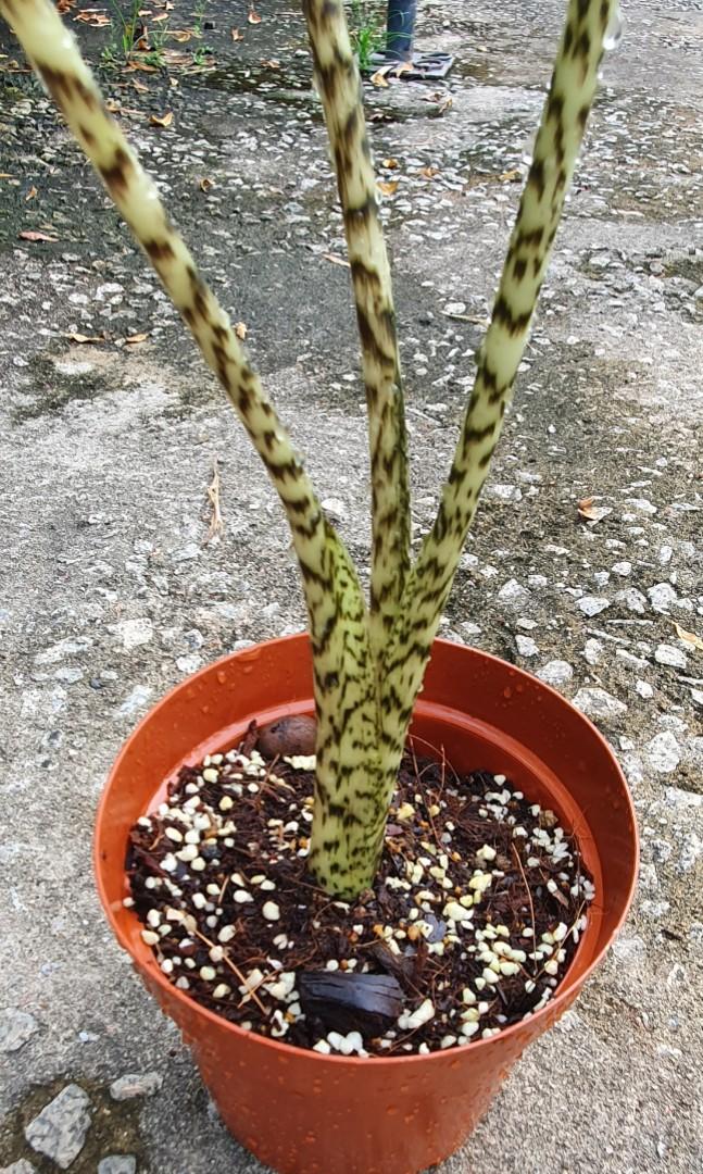 Alocasia Zebrina (12cm pot) (Category: Plants & Seeds) located in Singapore. Submitted by urban.cultivar (Listing ID 1085955335, Image 4). Description: *FREE😍 delivery🚚 for Yis/Sbw/Wdls cust with min $45 order, other locations with min $55 order. Home delivery charge will be $5-$10 if below. Collection at mrt station is free & avail too..