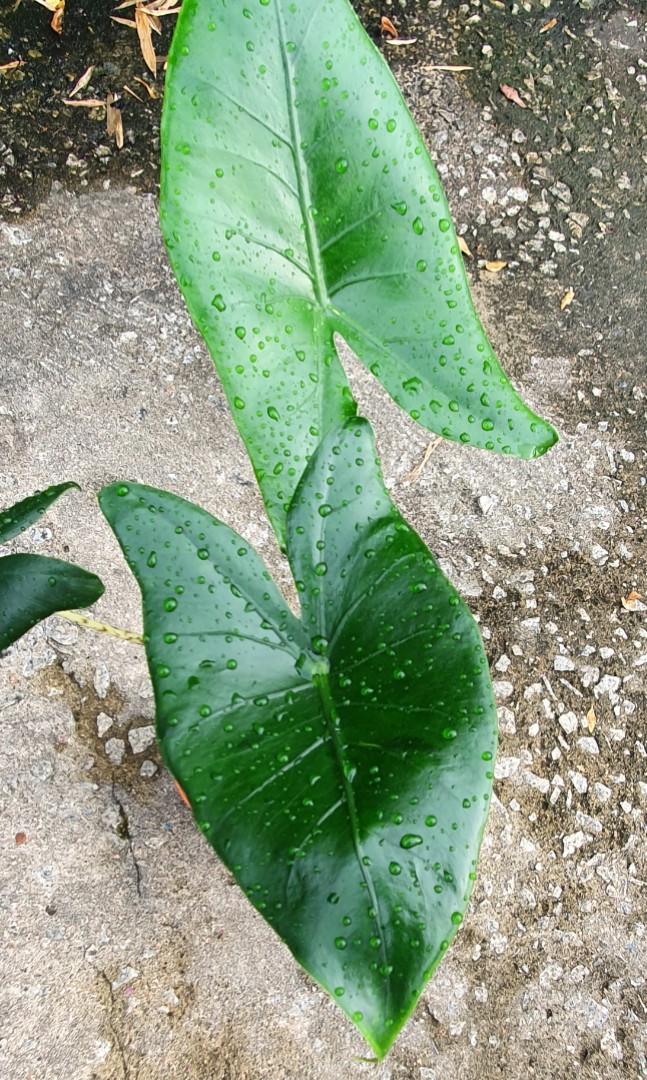 Alocasia Zebrina (12cm pot) (Category: Plants & Seeds) located in Singapore. Submitted by urban.cultivar (Listing ID 1085955335, Image 1). Description: *FREE😍 delivery🚚 for Yis/Sbw/Wdls cust with min $45 order, other locations with min $55 order. Home delivery charge will be $5-$10 if below. Collection at mrt station is free & avail too..