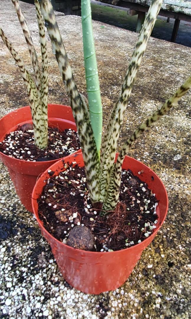 Alocasia Zebrina (12cm pot) (Category: Plants & Seeds) located in Singapore. Submitted by urban.cultivar (Listing ID 1085955335, Image 3). Description: *FREE😍 delivery🚚 for Yis/Sbw/Wdls cust with min $45 order, other locations with min $55 order. Home delivery charge will be $5-$10 if below. Collection at mrt station is free & avail too..