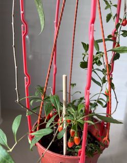 Goji berry plant