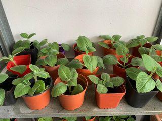 Plants and Herbs. Mint plant