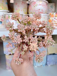 Sedum Blue Bean Variegated Cluster Succulent