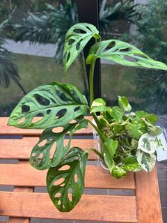 Monstera adansonii Swiss cheese plant Cutting