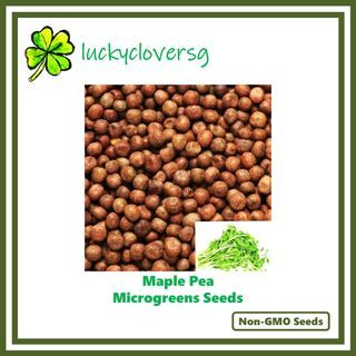 Maple Pea Microgreen Seeds