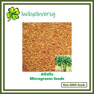 Alfalfa Microgreen Seeds