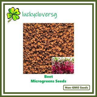 Beet Microgreen Seeds