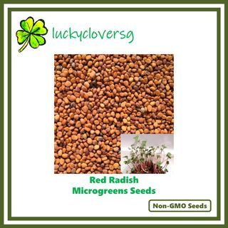 Red Radish Microgreen Seeds