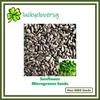 Sunflower Microgreen Seeds