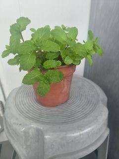 Mint plant / Mentha spicata / Puthina / Spearmint/ herb