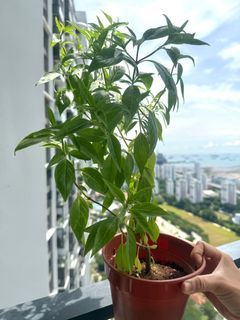 Thai Basil Plant/ Organic Edible Herbs/Basil Pot/Edible Plants/Herb Garden/Easy Beginner Plant/ Herb Plant Cuttings