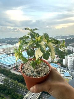 Rare Variegated Peppermint/Edible Mint Plant/Variegated Herbs/Mint Plant Pot/Edible Herbs/Small Potted Plant/Small Herb/Rare Herbs/Herb Plant Cuttings/Mint Cutting/Variegated Plant/Not Pineapple Mint/Rare Exotic Mint