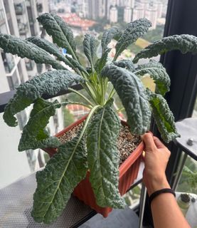 Kale Plant/Tuscan Kale Seedling/Dinosaur Kale/Lacinto Kale/Edible Vegetable Plant/Veggie Plant/Organic Edible Herbs/Edible Plants/Herb Garden/Easy Beginner Plant/ Herb Plant Cuttings