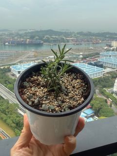 Fragrant Rosemary Plant/ Creeping Rosemary/Marine Blue Rosemary/Tuscan Blue/ARP/Majorca Pink/Miss Jessop/Variegated Guiled/Gorizia Rosemary/Potted Rosemary/Organic Edible Herb Plant/Small Plant Pot/Rosemary Cutting/Herb Cuttings