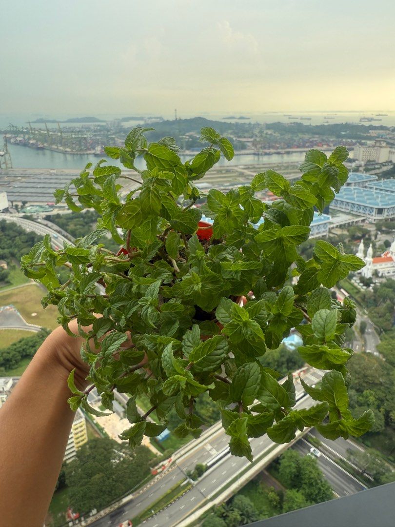 Mint Plant/Edible Mint Plant/Variegated Mint/Swiss Mint/Fragrant Mint/Edible Herbs/Small Potted Plant/Small Herbs/Herb Plant Cuttings/Mint Cutting/Organic Edible Herbs/Variegated Herbs/EDC Mint/Orange Mint (Category: Plants & Seeds) located in Singapore. Submitted by toyocam (Listing ID 1399284304, Image 3). Description: ⚠️ Pls READ THROUGH description. Won’t be entertaining any queries⚠️ ‼️PM ONLY IF CONFIRM ON BUYING & STATE your preferred choi