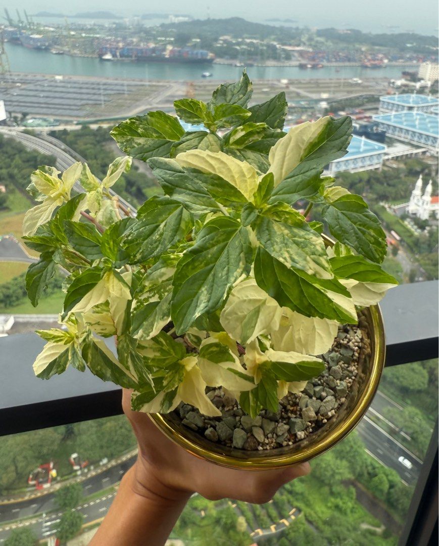 Mint Plant/Edible Mint Plant/Variegated Mint/Swiss Mint/Fragrant Mint/Edible Herbs/Small Potted Plant/Small Herbs/Herb Plant Cuttings/Mint Cutting/Organic Edible Herbs/Variegated Herbs/EDC Mint/Orange Mint (Category: Plants & Seeds) located in Singapore. Submitted by toyocam (Listing ID 1399284304, Image 1). Description: ⚠️ Pls READ THROUGH description. Won’t be entertaining any queries⚠️ ‼️PM ONLY IF CONFIRM ON BUYING & STATE your preferred choi