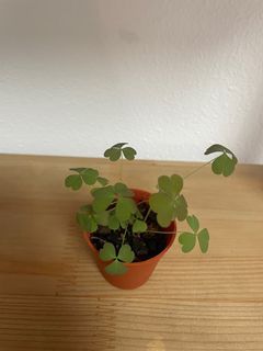 Heart shaped clover herbs Terrarium Plants Yellow wood sorrel