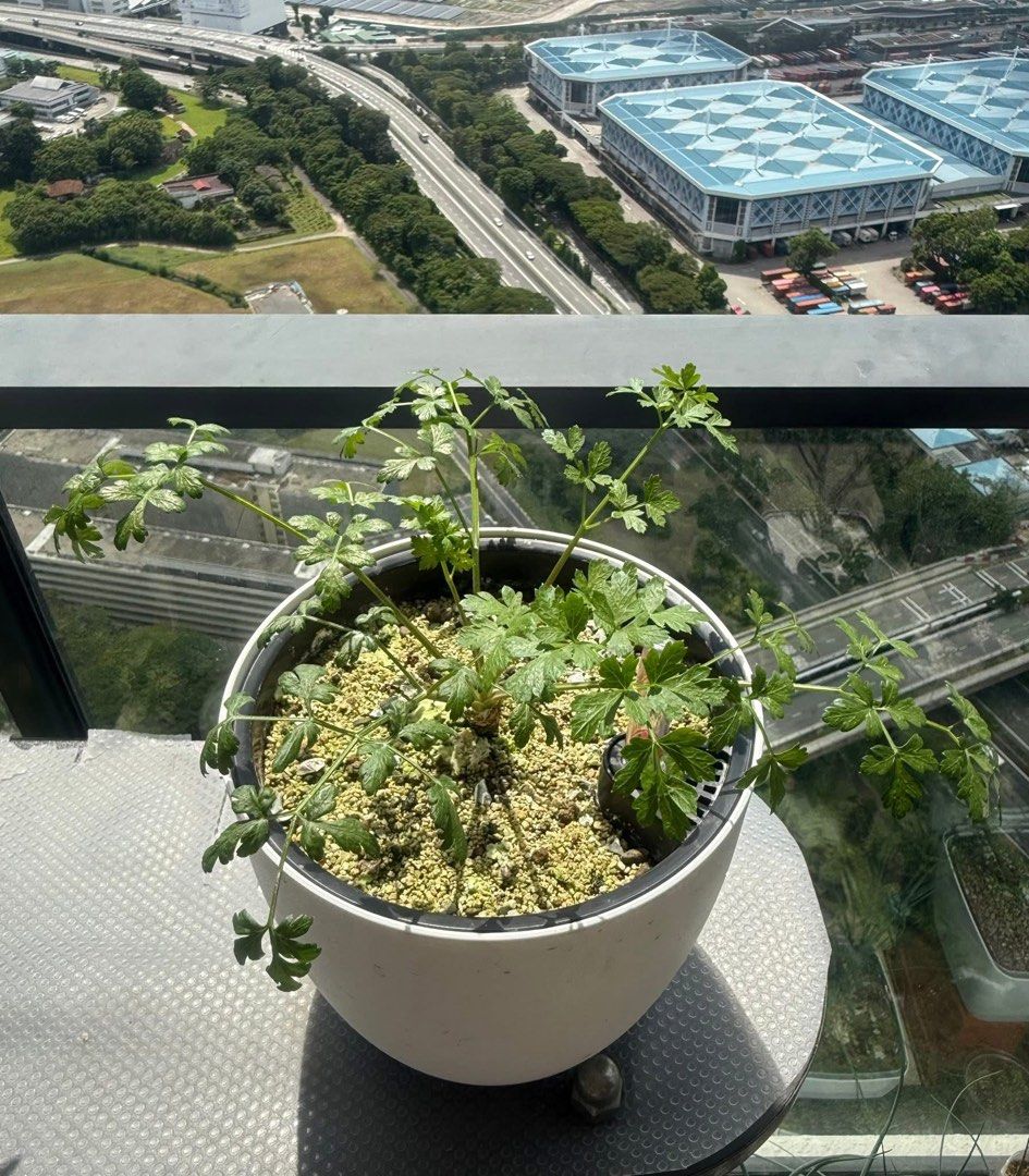 Parsley Plant/Italian Flat Leaf Parsley Plant/Parsley Seedling/Organic Edible Herbs/Edible Plants/Herb Garden/Easy Beginner Plant/ Herb Plant Cuttings (Category: Plants & Seeds) located in Singapore. Submitted by toyocam (Listing ID 1399885479, Image 1). Description: ⚠️ Pls READ THROUGH description. Won’t be entertaining any queries⚠️ ‼️PM ONLY IF CONFIRM ON BUYING & STATE your preferred choice/price (cuttings or pot) & collection date/time‼️ ‼️P