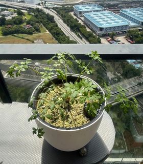 Parsley Plant/Italian Flat Leaf Parsley Plant/Parsley Seedling/Organic Edible Herbs/Edible Plants/Herb Garden/Easy Beginner Plant/ Herb Plant Cuttings