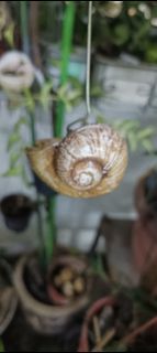 Hanging plant shelf