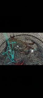 Crab trap net