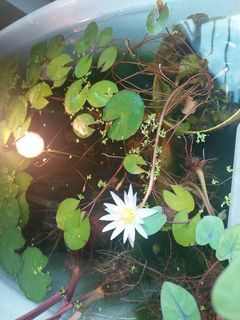 Plants