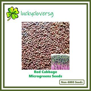 Red Cabbage Microgreen Seeds