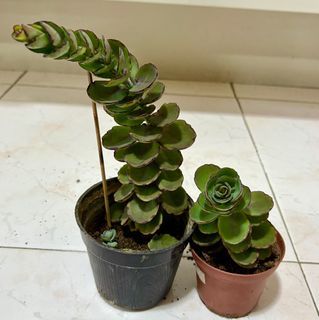 Cactus / Plant / Succulent - Small $5 big $8