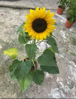 Sunflower plant in pot. mother day surprise gift