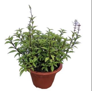 Orthosiphon aristatus, Cat's Whiskers or Java Tea organic potted plant