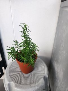 Rosemary plant / Rosemary Herb / Rosemary shrub.