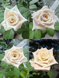 Rose Plant Menta/Potted Flower Plant/Cream Beige Pink Rose Plant/Pink Big Flower Plant/Not Hibiscus Adenium Orchid Bougainvillea Lily Jasmine Ixora Frangipani Marigold Heliconia Periwinkle Hoya Balsam African Violet Lantana Peony Gardenia Flower Plant