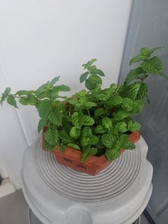 Mint plant / Mentha spicata / Puthina / herb