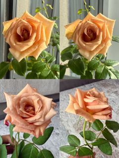 Rose Plant/Peach Pink Flower Plant/Potted Rose Plant/Moab Rose Plant/Big Huge Flower Plant/Not Hibiscus Adenium Orchid Bougainvillea Lily Jasmine Ixora Frangipani Marigold Heliconia Periwinkle Hoya Balsam Lantana Peony Gardenia Torenia Flower Plant