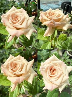 Silver Sand Rose Plant/Potted Rose Plant/Cream Beige Pink White Rose Flower Plant/Big Flower Bloom Plant/Not Hibiscus Adenium Orchid Bougainvillea Lily Jasmine Ixora Frangipani Marigold Heliconia Periwinkle Hoya Balsam Peony Gardenia Torenia Flower Plant