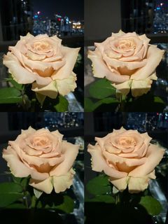 Pink Rose Plant/ Light Pink Beige Flower Plant/ Quicksand Rose Plant/ Potted Rose Big Flower Plant/Not Hibiscus Adenium Orchid Bougainvillea Lily Jasmine Ixora Frangipani Marigold Heliconia Periwinkle Hoya Balsam Peony Gardenia Vinca Torenia Flower Plant