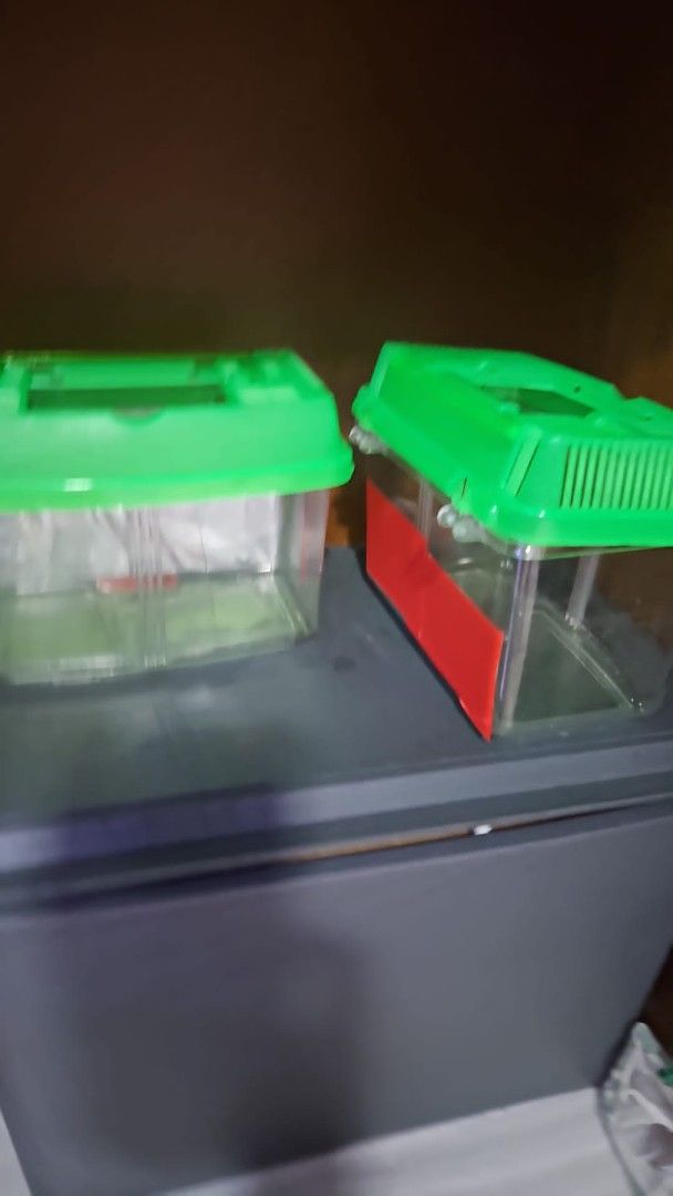 Fish Breeding Box with Green Lid (Category: Homes & Other Pet Accessories) located in Singapore. Submitted by isha75 (Listing ID 1432728121, Image 2). Description: - Two clear fish breeding boxes - Green lids - Includes a divider - Perfect for isolating or breeding small fish - Ready to use - Great for aquarium enthusiasts.