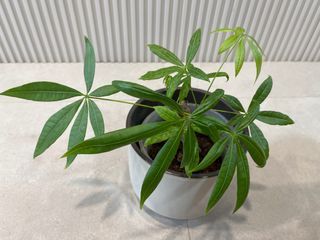 Money tree plant Pachira Aquatica