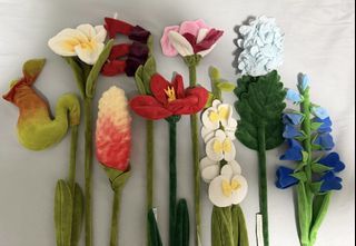 CJ Hendry flower swap. Only after HYDRANGEA. Not for sale.