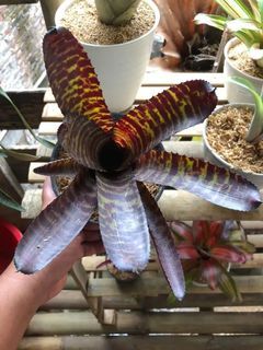Bromelia Neo Hannibal Lecter