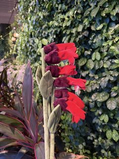 CJ Hendry Lipstick Flower Market Singapore SG Exclusve Natives Red Artificial Plush Stalk Stems