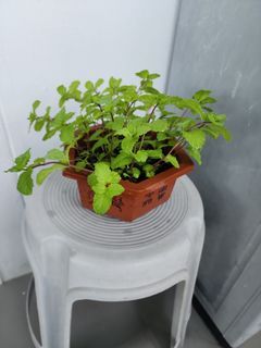 Mint plant / Mentha spicata / Puthina / herb