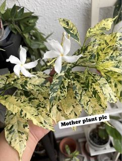 Variegated Crepe Jasmine Plant Ceramic Pot