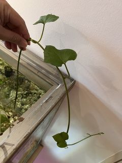 Sweet Potato plant for aquarium tank
