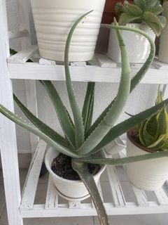 Aloe Vera plant(picture 1) + free cutting (picture 2)