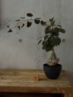 *EXOTIC* Adenia Stylosa caudex plant Madagascar