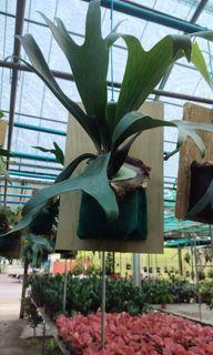Staghorn fern plant with wood wall hanging 20x30cm height 25-45cm best deal $48 Strictly No Nego No Mrt No Free Delivery No Bargain