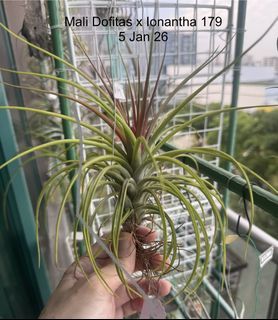 Tillandsia / Airplant - Mali Dofitas x Ionantha